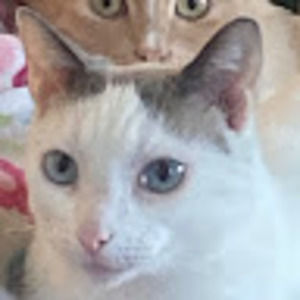 Meet your Posher, Donna